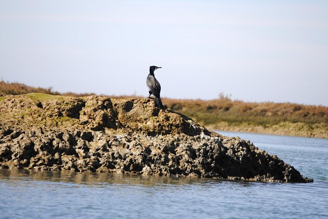 2-hour Bird Watching Guided Boat Trip in Ria Formosa from Faro Algarve - The birding route through channels and salt pans
