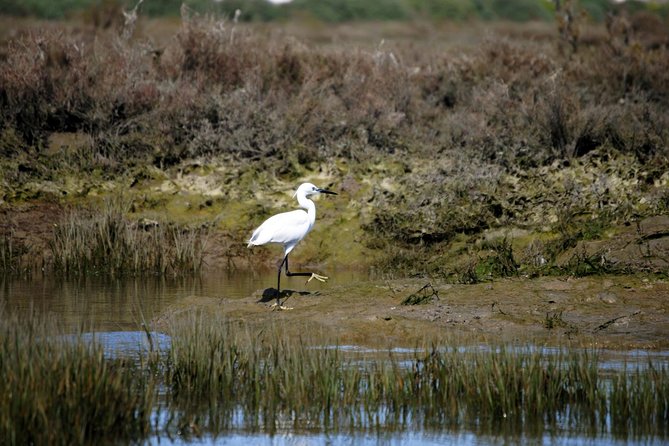2-hour Bird Watching Guided Boat Trip in Ria Formosa from Faro Algarve - Is $48.27 a fair price?