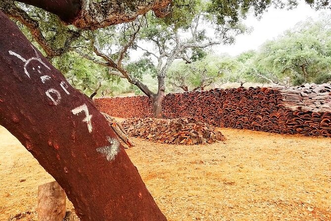 2hr Walk in a Cork Forest - Key points to know before booking