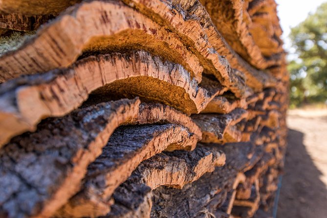 2hr Walk in a Cork Forest - Transport, pickup, and finding the farm