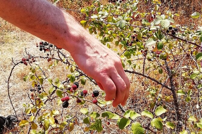 2hr Walk in a Cork Forest - Is $74.49 a fair price?