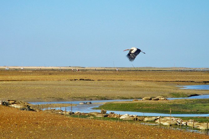 3-Hour Boat Tour in Ria Formosa on Olhão Algarve - Culatra Island and the working side of the Algarve