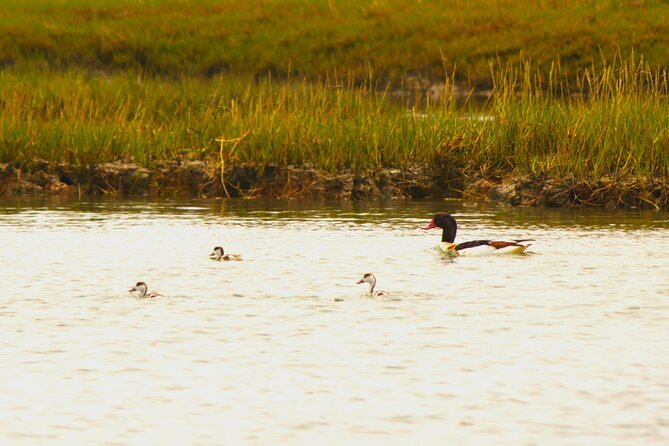 6 hour boat tour navegating through the Islands of Ria Formosa National Park - Why this Ria Formosa boat tour is different