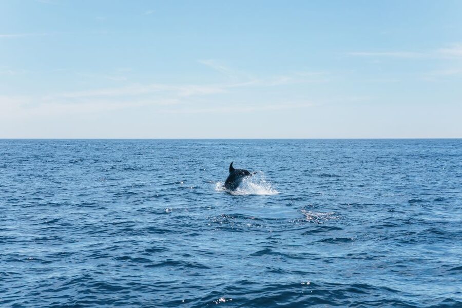 Albufeira: 2.5-Hour Benagil Caves & Dolphin Watching - Who should book this Albufeira boat trip?