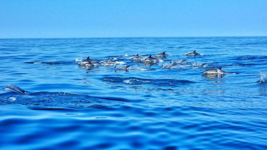 Albufeira: Benagil Cave and Dolphin Sightseeing Boat Cruise - Marinha Beach, one of the coast’s great views