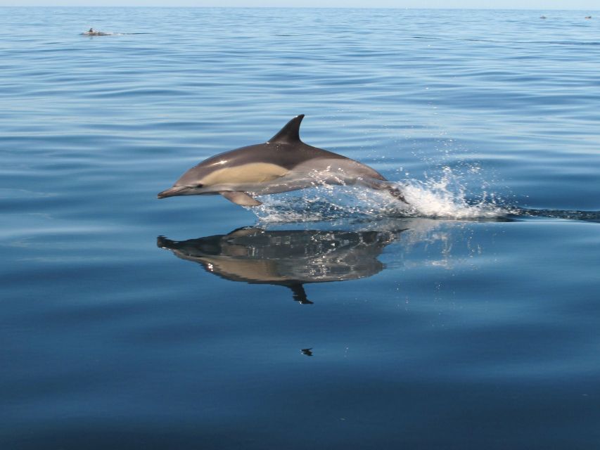 Albufeira: Benagil Cave and Dolphin Sightseeing Boat Cruise - Alfanzina Lighthouse and the final cave views