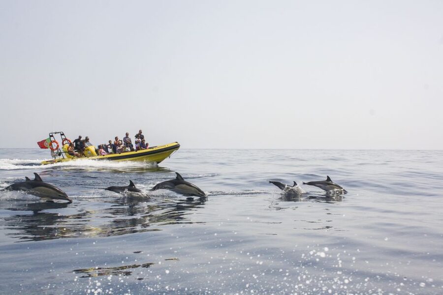 Albufeira: Benagil Caves & Dolphin Watching Speed Boat Tour - What the Albufeira to Benagil trip is really like