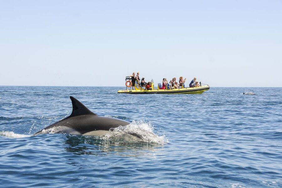 Albufeira: Benagil Caves & Dolphin Watching Speed Boat Tour - The dolphin search is exciting, but not certain