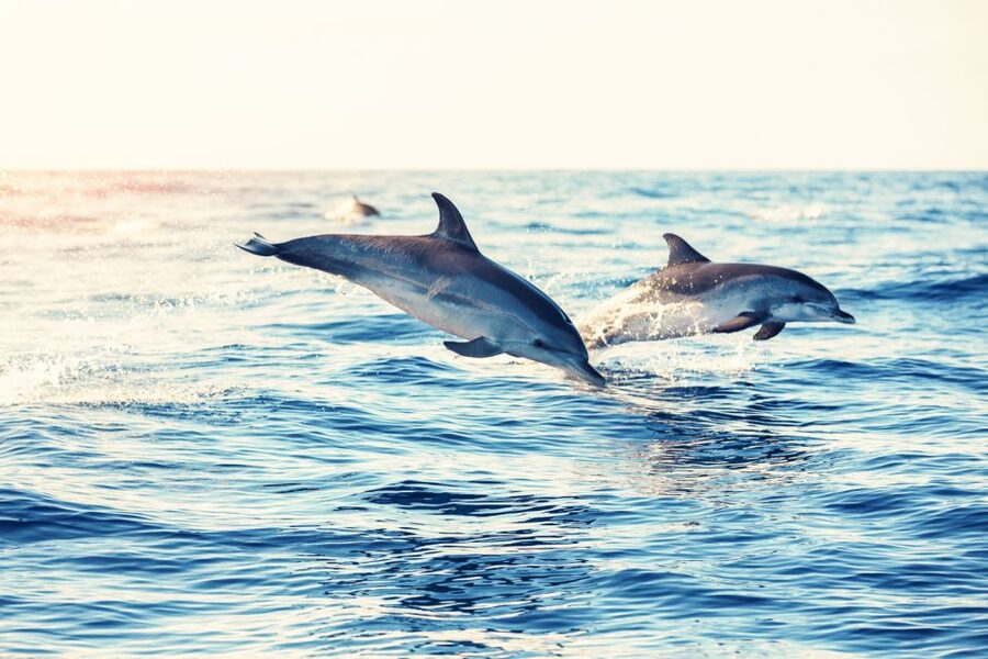 Albufeira: Benagil Caves & Dolphin Watching Speed Boat Tour - Swimming in clear Algarve water