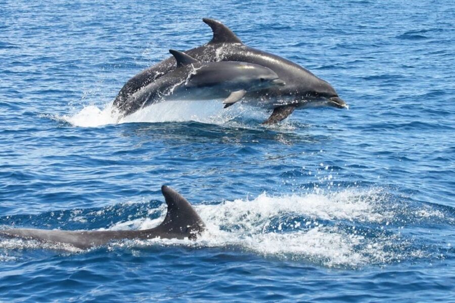 Albufeira: Dolphin Watching and Benagil Cave - From Albufeira Marina to the open Algarve coast