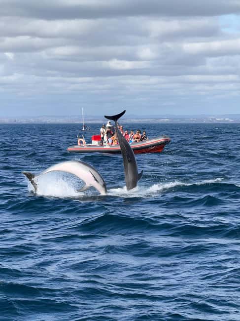 Albufeira: Dolphin Watching and Benagil Cave Boat Cruise - From Albufeira Marina to the open Algarve coast