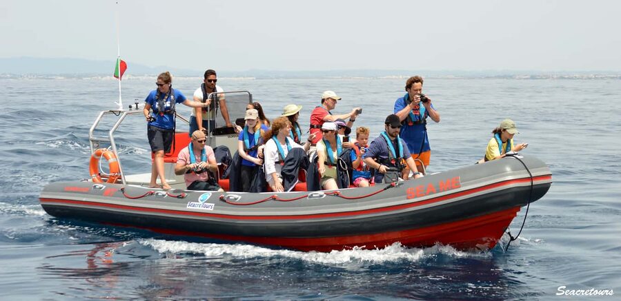 Albufeira: Dolphin Watching and Benagil Cave Boat Cruise - A skipper and marine biologist on every trip