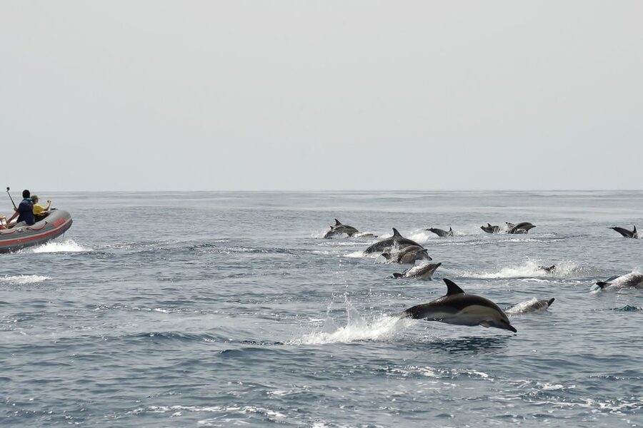 Albufeira: Dolphin Watching and Benagil Cave Boat Cruise - Is $38 a fair price for 2.5 hours?