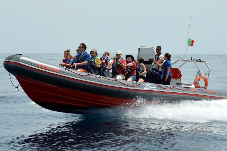 Albufeira: Dolphin Watching and Benagil Cave Boat Cruise - Searching for dolphins in their own home