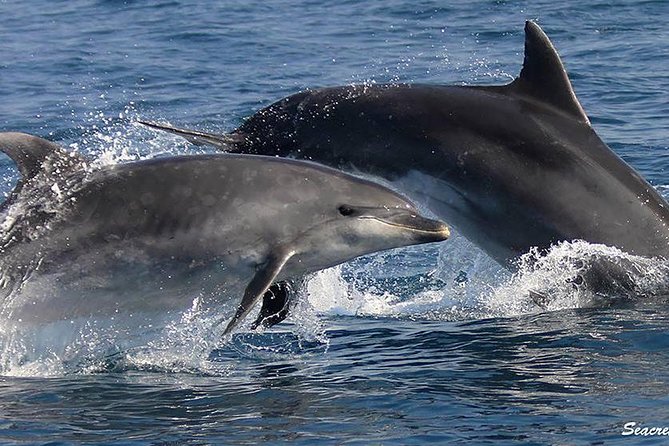 Albufeira: Dolphins and Caves Tour - From Albufeira Marina to the open sea