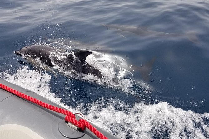 Albufeira: Dolphins and Caves Tour - Reading the Algarve coast from the water