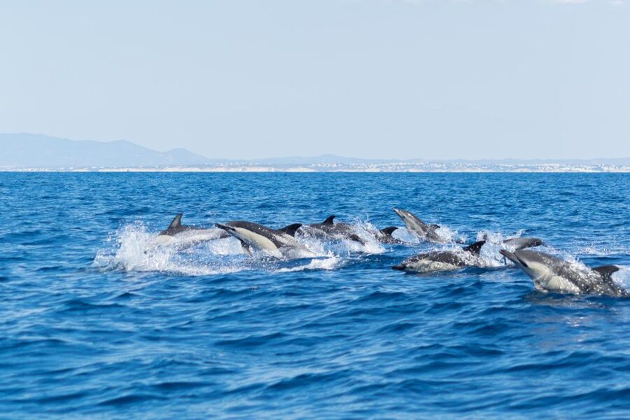 Albufeira: Dolphins, Benagil Caves and Coastline Boat Tour - Should you book the Albufeira dolphin and Benagil boat tour?
