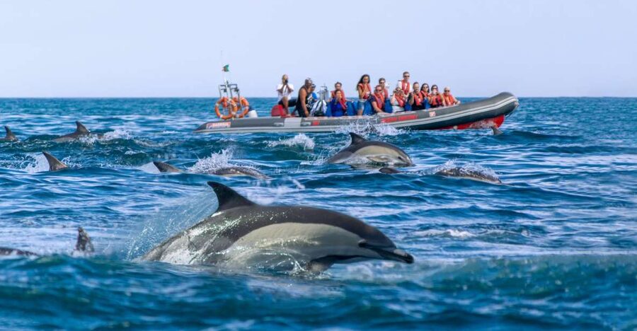 Albufeira: Dolphins, Benagil Caves and Coastline Boat Tour - What the RIB ride feels like
