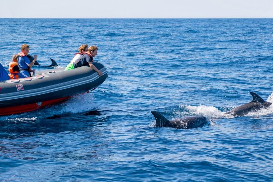 Albufeira: Dolphins, Benagil Caves and Coastline Boat Tour - Is $34 a fair price?