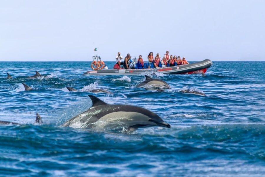 Albufeira: Dolphins, Benagil Caves and Coastline Boat Tour - Who should book this trip?