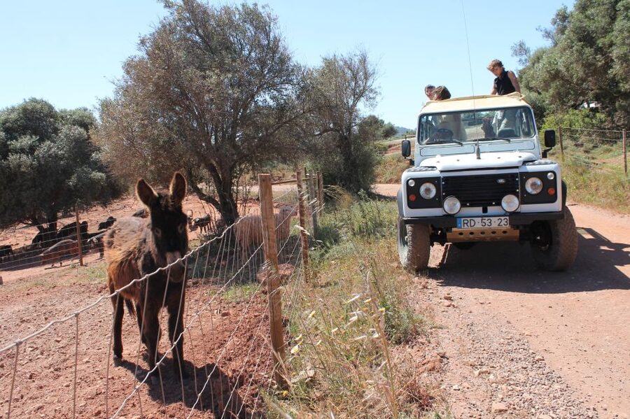 Albufeira: Jeep Safari Half-Day Countryside Tour - Who will enjoy this half-day tour?