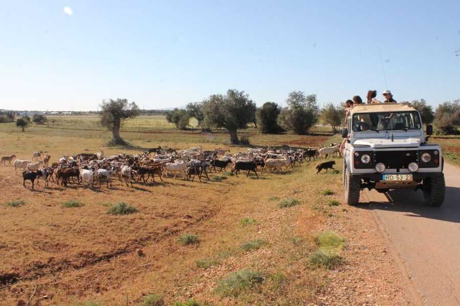 Albufeira: Jeep Safari Half-Day Countryside Tour - Paderne Castle and the story of the countryside