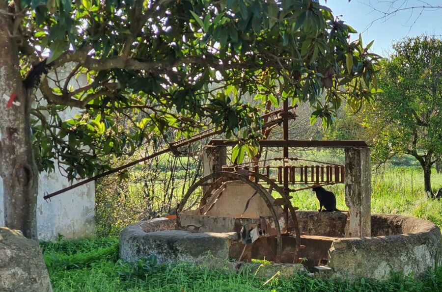 Albufeira: Safari Excursion in the Algarve Mountains - Five things to know before you book
