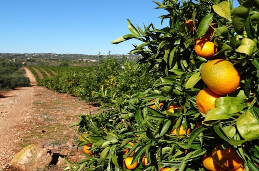 Albufeira: Safari Excursion in the Algarve Mountains - What the $47 price gets you