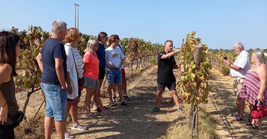 Albufeira/Vilamoura: Winery Tour with Wine Tasting and Tapas - Four Portuguese wines, explained without fuss