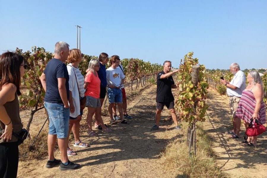 Albufeira/Vilamoura: Winery Tour with Wine Tasting and Tapas - Meeting the winemaking team at the estate