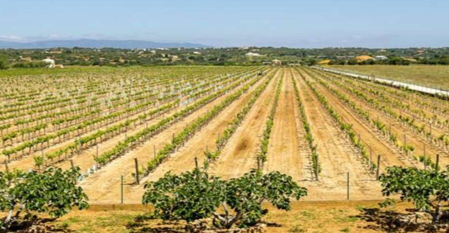 Algarve: Classic Wine Tour & Tasting in Silves - A family winery with a local point of view