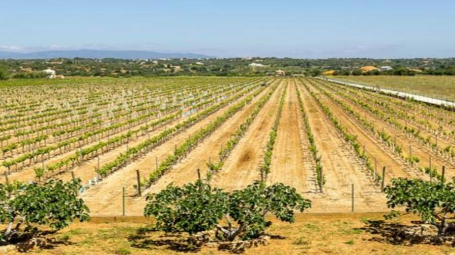 Algarve: Classic Wine Tour & Tasting in Silves - Understanding Algarve grapes without a lecture