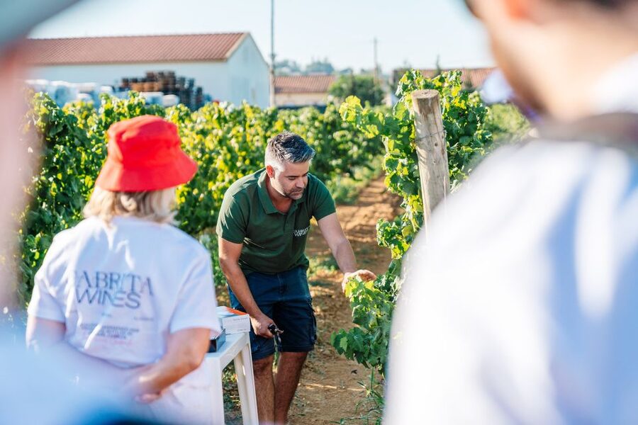 Algarve: Classic Wine Tour & Tasting in Silves - Practical details before you book