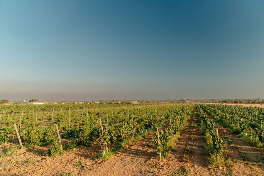 Algarve: Classic Wine Tour & Tasting in Silves - Should you book the Cabrita Wines tour?
