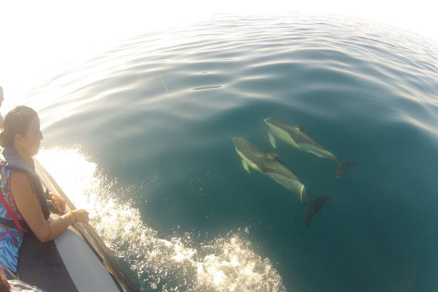 Algarve Dolphin Watching & Marine Life Eco Tour - From Faro into the Ria Formosa