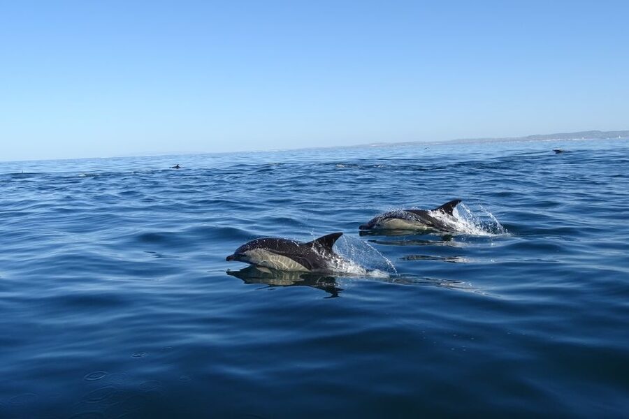 Algarve Dolphin Watching & Marine Life Eco Tour - Should you book the Algarve dolphin tour?