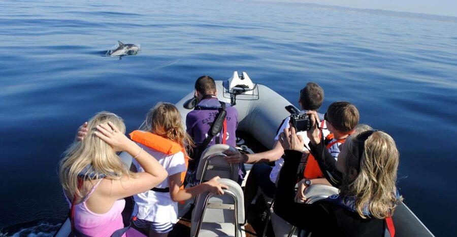 Algarve Dolphin Watching & Marine Life Eco Tour - Past Farol and toward Santa Maria Cape