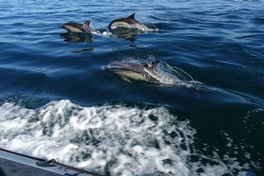 Algarve Dolphin Watching & Marine Life Eco Tour - Seabirds keep watch above the water
