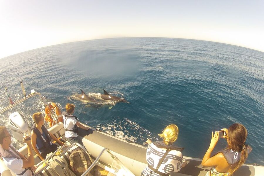 Algarve Dolphin Watching & Marine Life Eco Tour - Returning by Culatra Island
