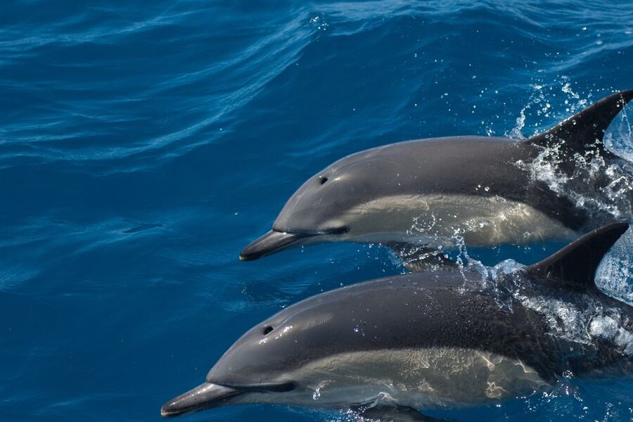 Algarve Dolphin Watching & Marine Life Eco Tour - What the $64 price gets you
