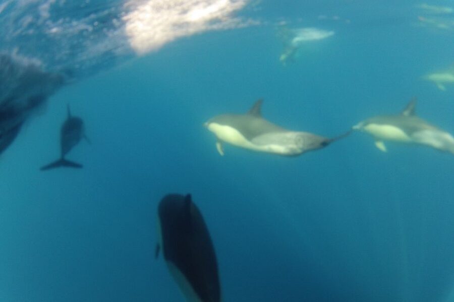 Algarve Dolphin Watching & Marine Life Eco Tour - Boat comfort, safety, and sea conditions