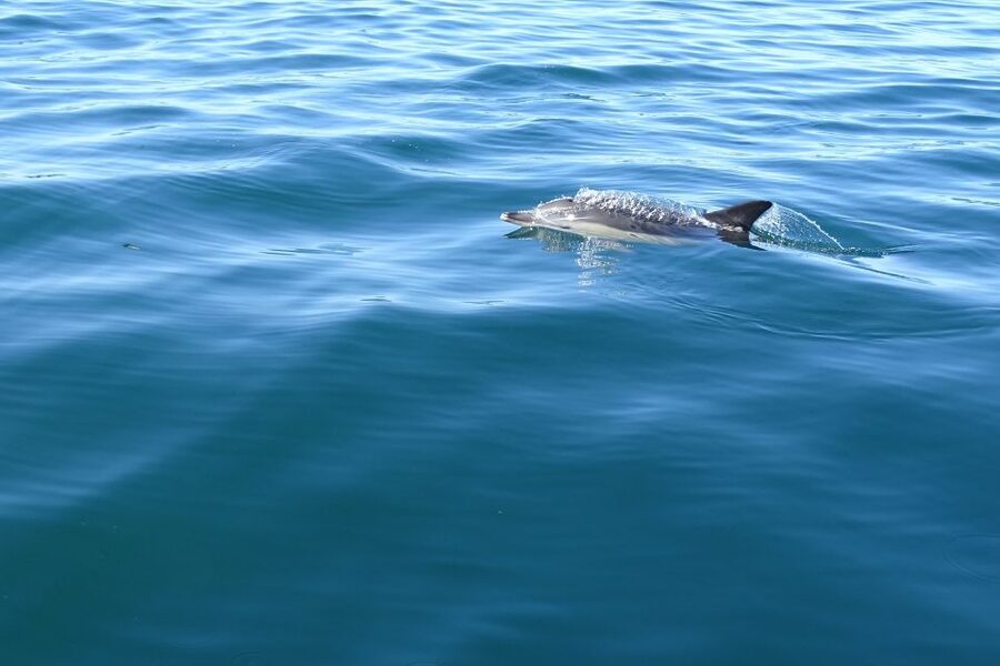 Algarve Dolphin Watching & Marine Life Eco Tour - Booking advice and cancellation flexibility