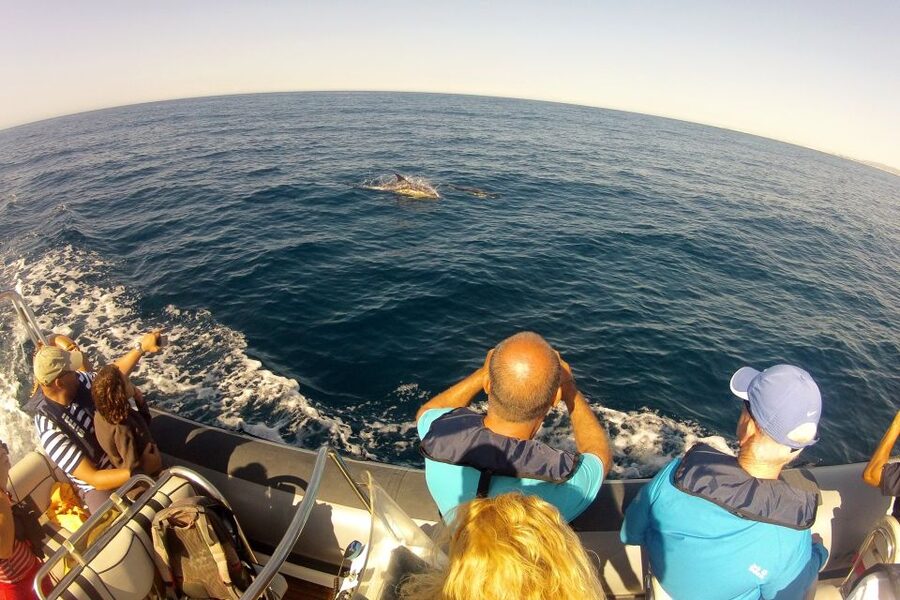Algarve Dolphin Watching & Marine Life Eco Tour - The offshore search for dolphins and whales