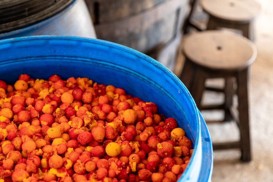 Algarve: Jeep Safari with Distillery Visit & Lunch - What the guides add to the day
