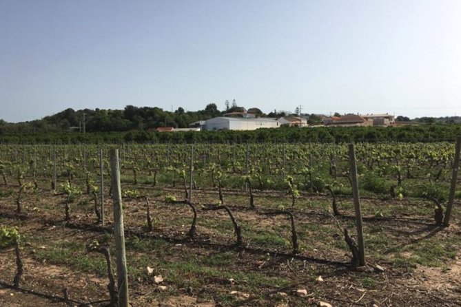 Algarve wine tour and mountain top trip with lunch or dinner at sunset time - Two Algarve wineries, two very different stories