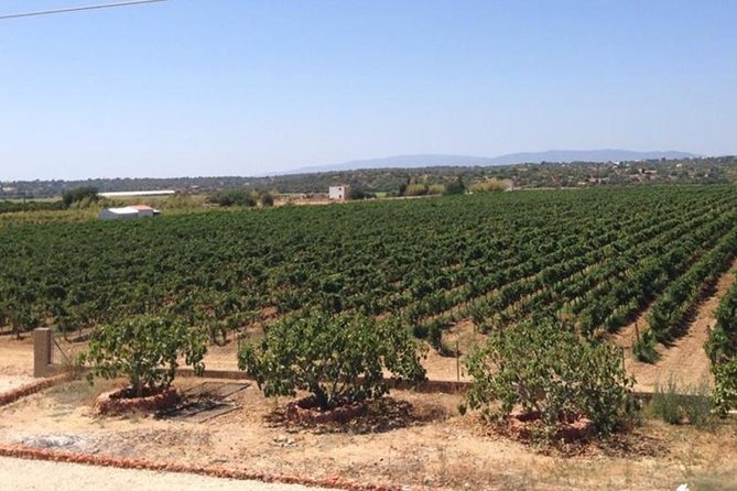 Algarve wine tour and mountain top trip with lunch or dinner at sunset time - Should you book the Algarve wine and mountain tour?