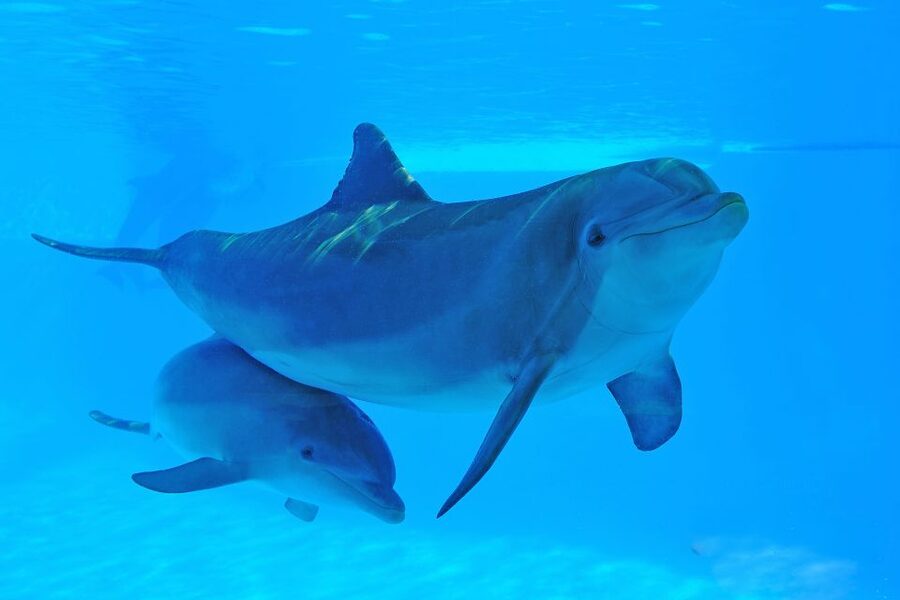 Algarve Zoomarine Ticket and Dolphin Emotions Experience - Who should book this experience?