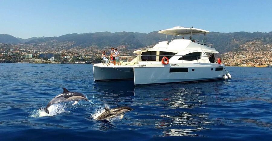 All Inclusive Whale and Dolphin Watching Luxury Tour - A small catamaran with room to breathe