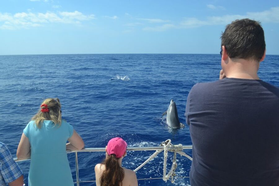 All Inclusive Whale and Dolphin Watching Luxury Tour - The return to Funchal