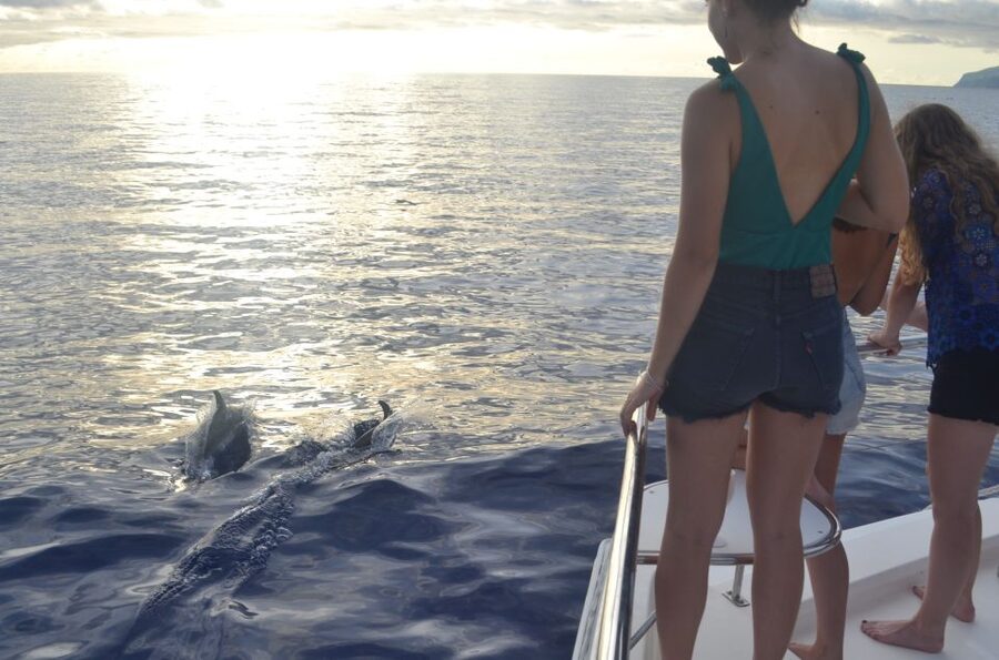 All Inclusive Whale and Dolphin Watching Luxury Tour - Booking details worth knowing